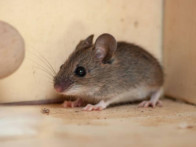 Comment se débarrasser des souris dans une maison : le guide complet